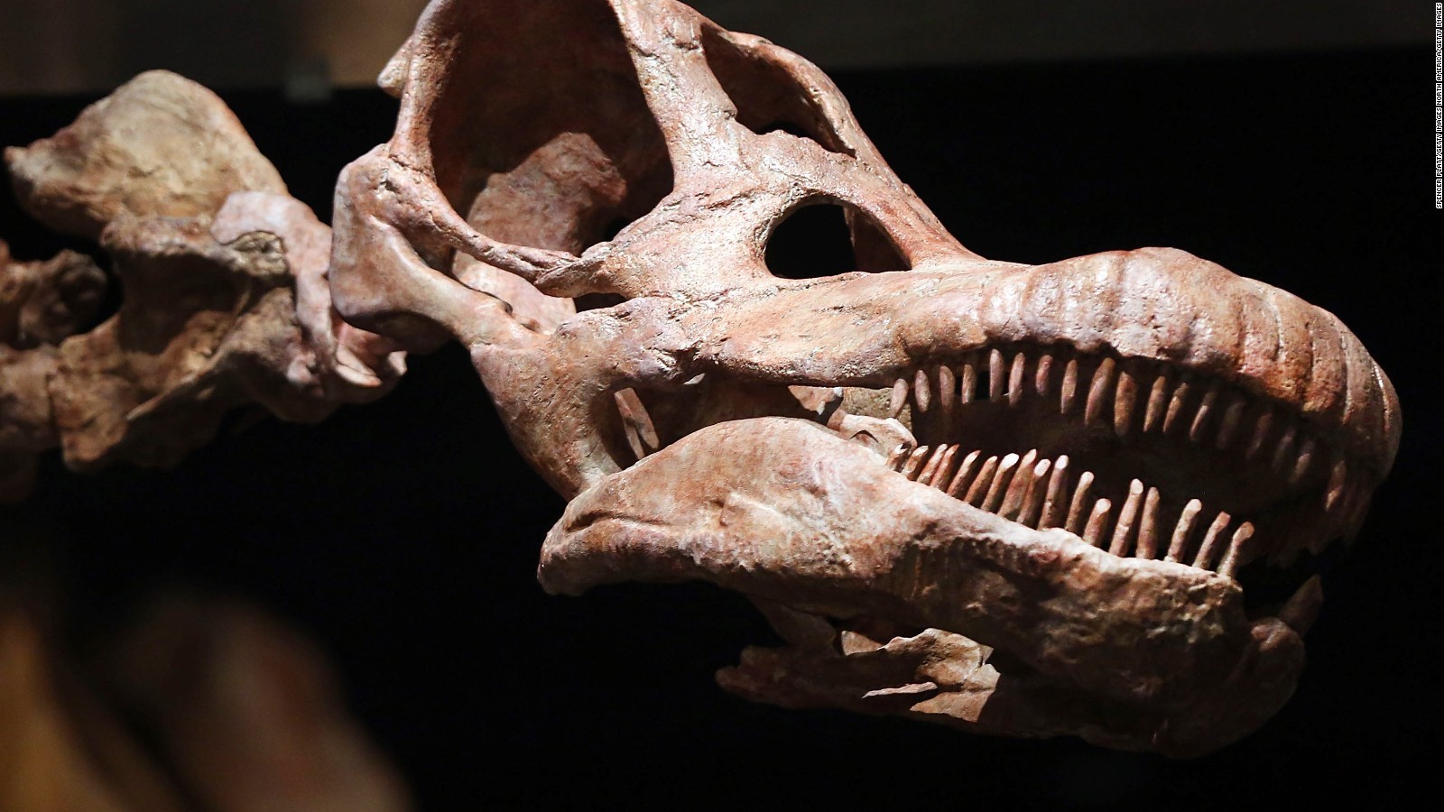 Титанозавр окаменелость