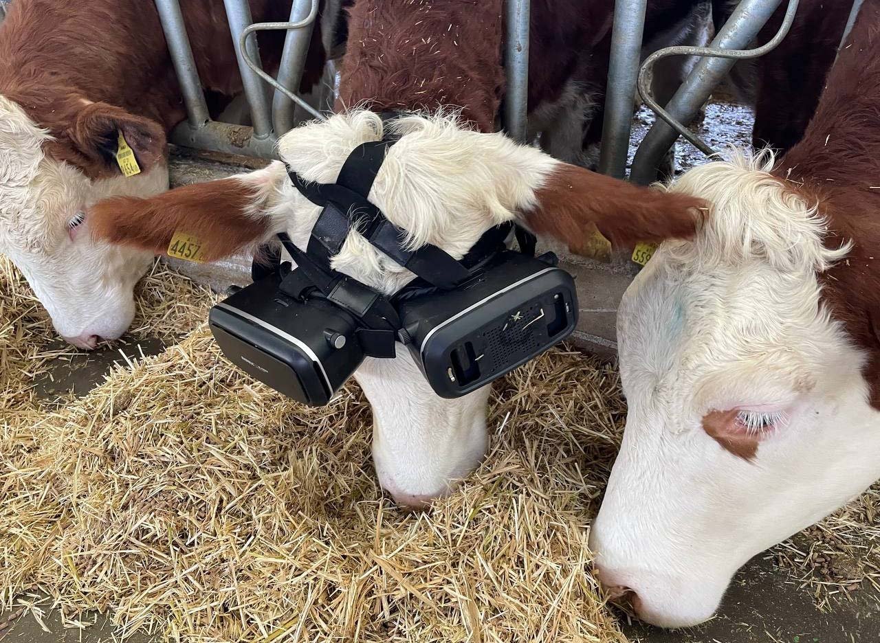 Корова VR
