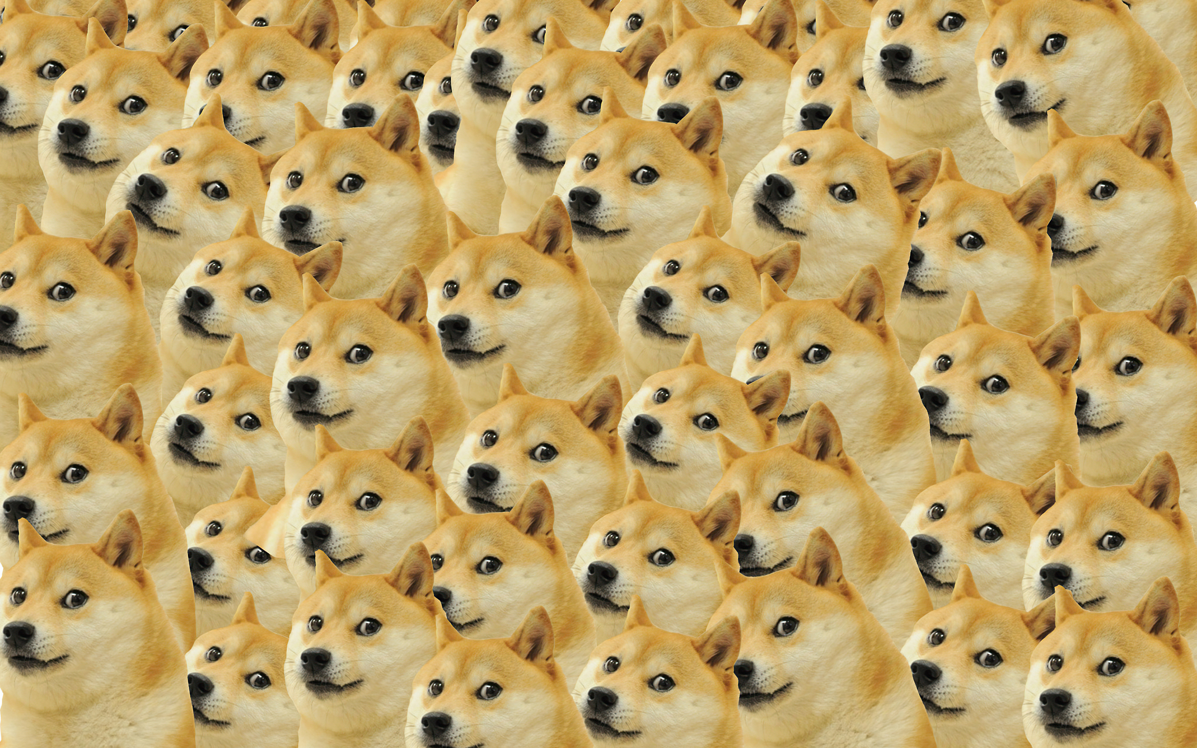 Memes background. Сиба ину. Сиба-ину Dogecoin. Собака Мем. Фон собачки.