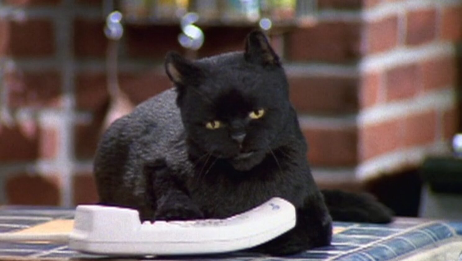 Salem-the-cat