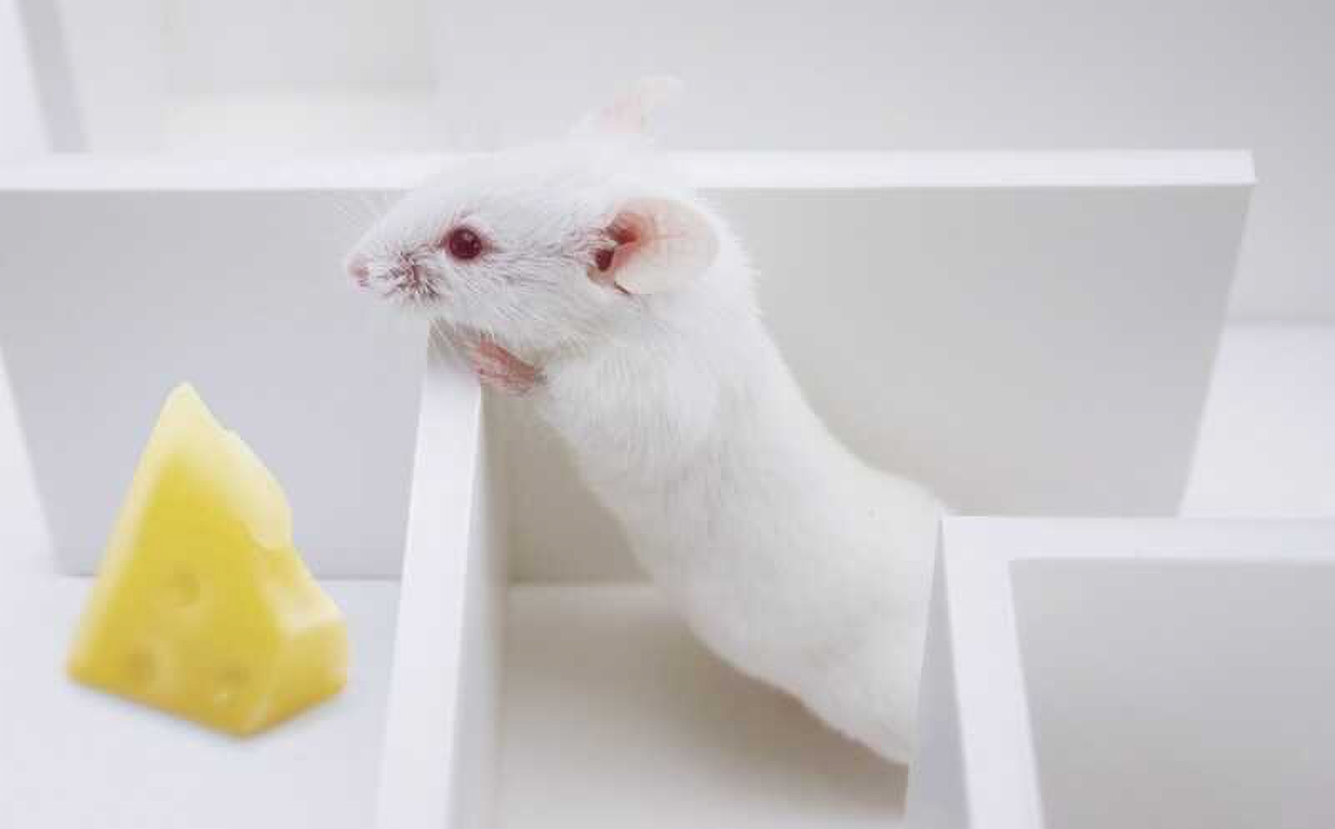 Учёные обратили вспять симптомы болезни Альцгеймера у мышей